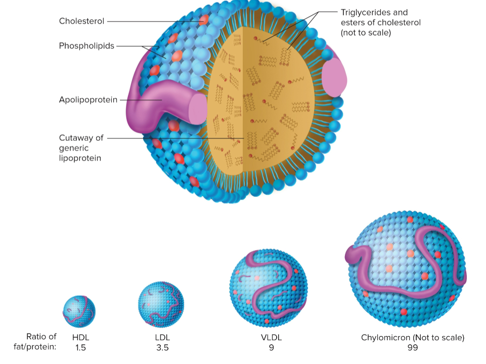 <p>lipoprotein lipase</p>