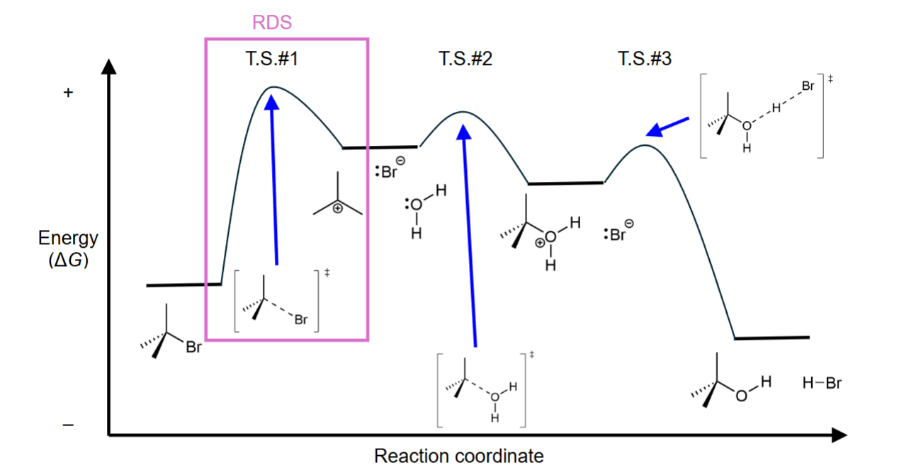 <ul><li><p>image is for lab 5 specifically</p></li><li><p>intermediates: look at what bonds are formed/broken (stepwise rxn)</p></li><li><p>RDS: step with the highest TS</p></li><li><p>kinetics: how fast the reaction is</p><ul><li><p>rate= k * [reaction A]<sup>a</sup> * [reactant B]<sup>b</sup> etc…</p></li><li><p>k= rate constant, different for each rxn</p></li><li><p>[reactant X]= amount of reactants, usually in mole or M</p></li><li><p>a, b, ..= order (number of molecules involved in RDS)</p></li></ul></li></ul><p></p>