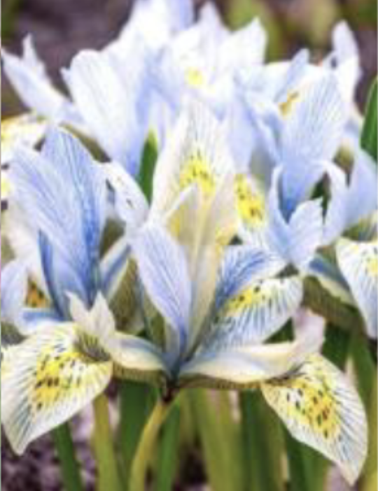 <p>Dwarf Dutch Iris</p>