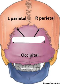 <p>Lambdoidal Suture</p>