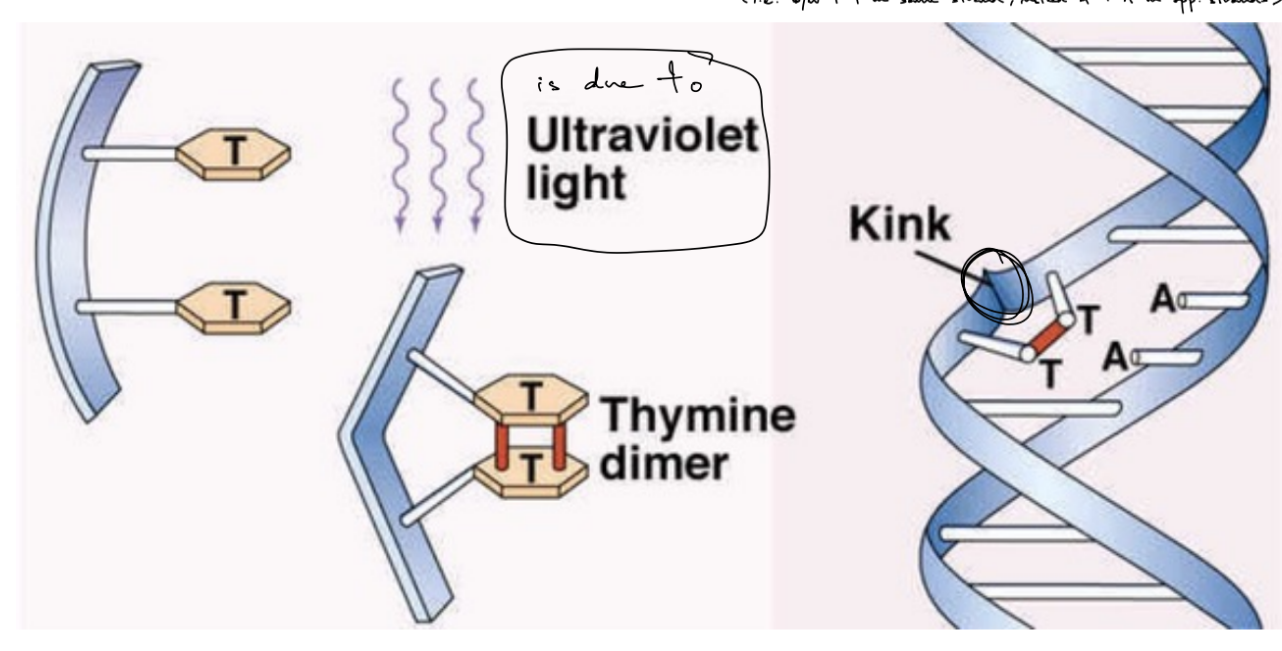 <p>pyrimidine dimers</p><ul><li><p><strong><u>UV </u></strong><u>light </u>causes a <strong><u>kink </u></strong>to form B/C of <strong><u>covalent </u></strong><u>bond that is made b/w pyrimidines on the </u><strong><u>same </u></strong><u>strand</u></p><ul><li><p><strong><u>kink </u></strong>— structural change to DNA helix</p></li></ul></li><li><p>affects pyrimidine bases: <u>thymine, cytosine</u></p><ul><li><p><span style="color: red;"><strong>NOT usually uracil</strong></span></p></li><li><p>SO like covalent bond b/w T-T on same strand</p></li></ul></li><li><p>usually forms b/w T-T</p></li></ul><p></p>