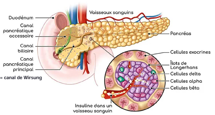 <ul><li><p><strong>A</strong> : Duodénum</p></li><li><p><strong>B</strong> : Canal pancréatique accessoire</p></li><li><p><strong>C</strong> : Canal biliaire</p></li><li><p><strong>D</strong> : Canal pancréatique principal (= canal de Wirsung)</p></li><li><p><strong>E</strong> : Vaisseaux sanguins</p></li><li><p><strong>F</strong> : Insuline dans un vaisseau sanguin</p></li><li><p><strong>G</strong> : Pancréas</p></li><li><p><strong>H</strong> : Cellules exocrines</p></li><li><p><strong>I</strong> : Îlots de Langerhans</p></li><li><p><strong>J</strong> : Cellules delta</p></li><li><p><strong>K</strong> : Cellules alpha</p></li><li><p><strong>L</strong> : Cellules bêta</p></li></ul><p></p>