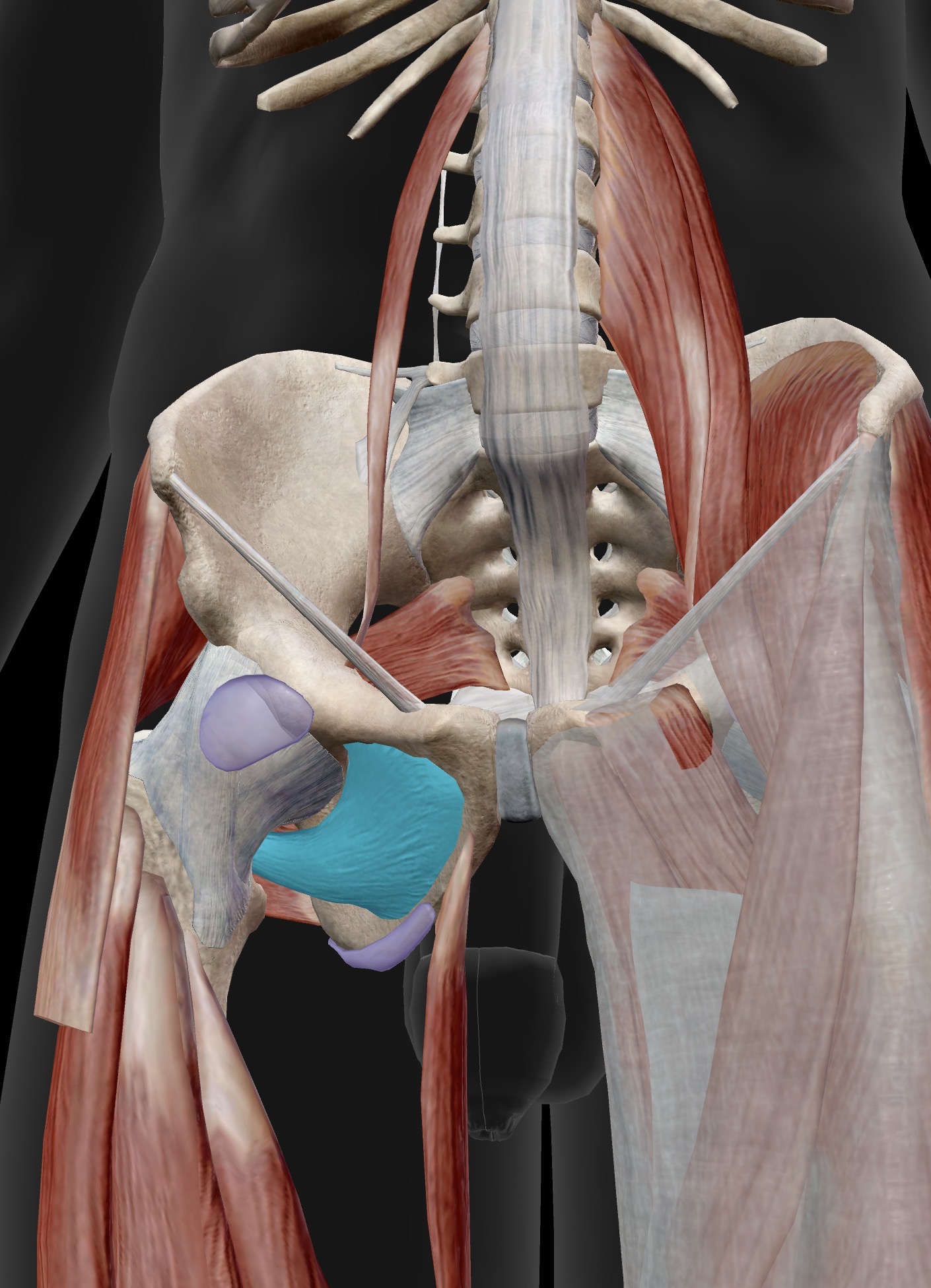 <p>Obturator externus</p><p>I: Greater trochanter</p><p>A: External rotation of the femur at the hip, when the hip is extended</p>