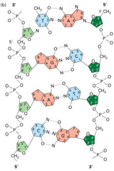 <p>Two hydrogen bonds between A and T; three hydrogen bonds between G and C.</p>