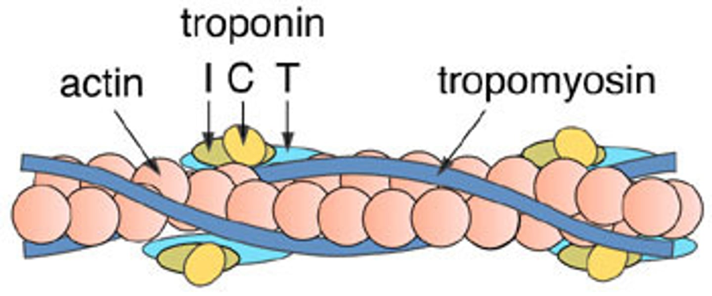 <p>Protein that blocks myosin binding sites on actin when muscle is relaxed.</p>