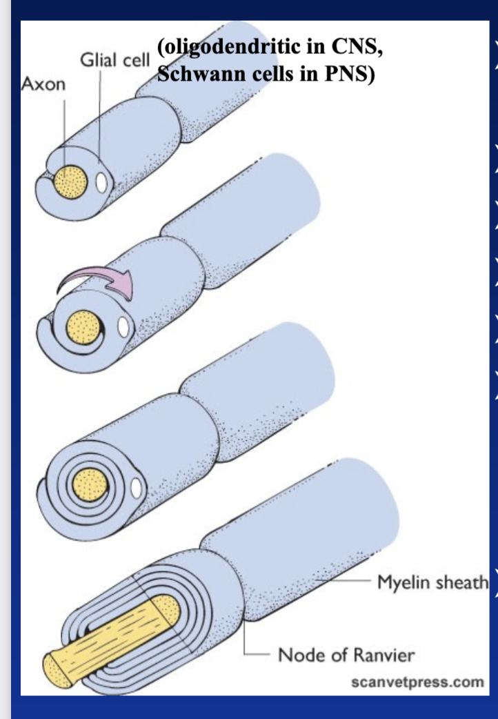 <ul><li><p><span style="background-color: transparent; font-family: "Times New Roman", serif;"> white lipid surrounding nerve fibers</span></p></li></ul><p></p>