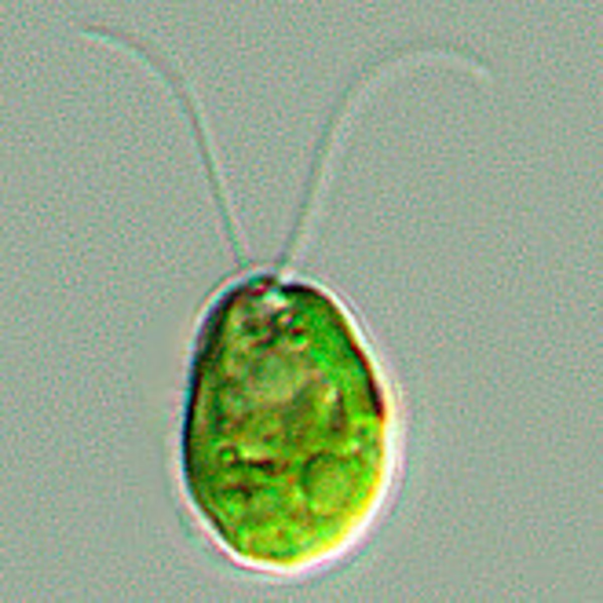 <p>Primary endosymbiosis of Chloroplast</p>