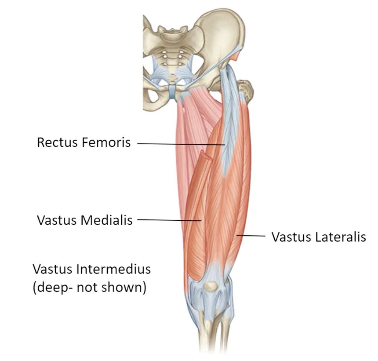<p>rectus femoris, vastus intermedius, vastus medialis, vastus lateralis</p>