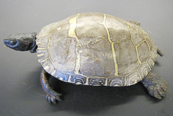 <p>Common name, Family, Scientific Name?</p>