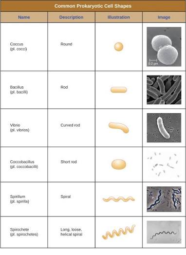 <p>Cells maintain morphology with a cytoskeleton</p>