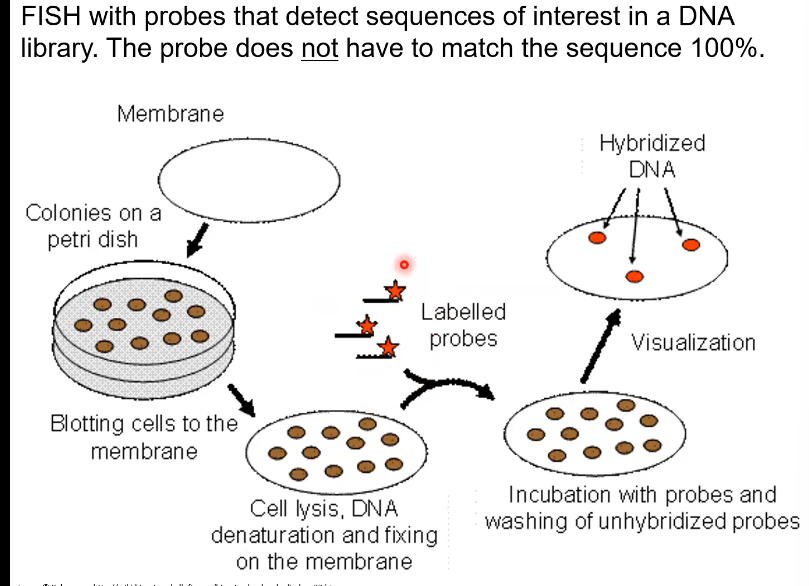 <p>No, because they are dead after lysis (The cell is open). But you can locate the Identical cells on the original plate because you place the agar plate onto it, so they’re position is the same.</p>