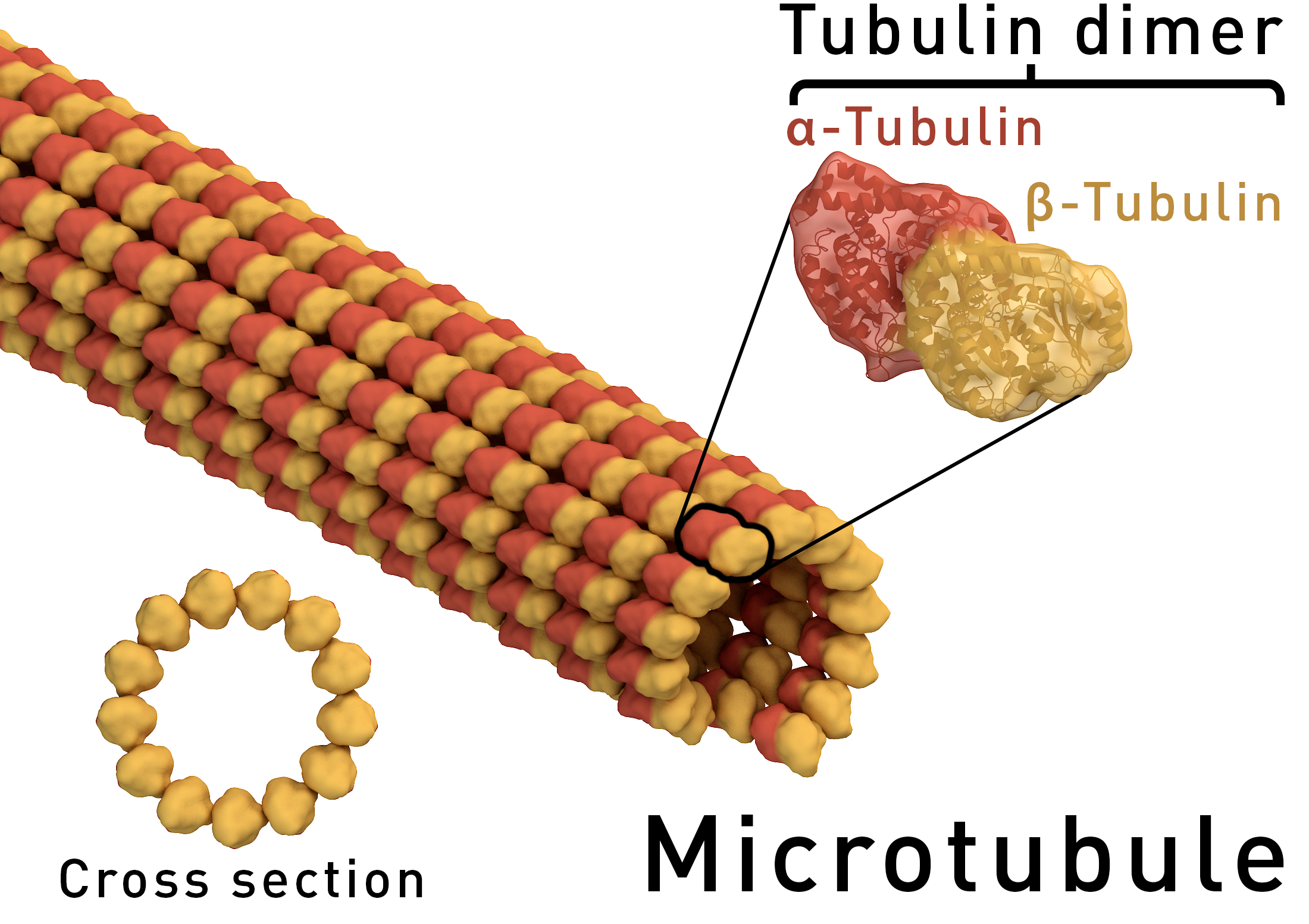 <p>largest component of cytoskeleton, composed of tubulin, may be elongated or shorted as needed</p><p>Function. - maintain shape, cell transport, cell division </p>