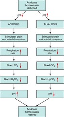 <p>By controlling the amount of carbon dioxide exhaled.</p>