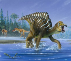 <p>Likely for sexual display and recognizition of it's own species by the sounds they make as a result of different head shapes.</p>