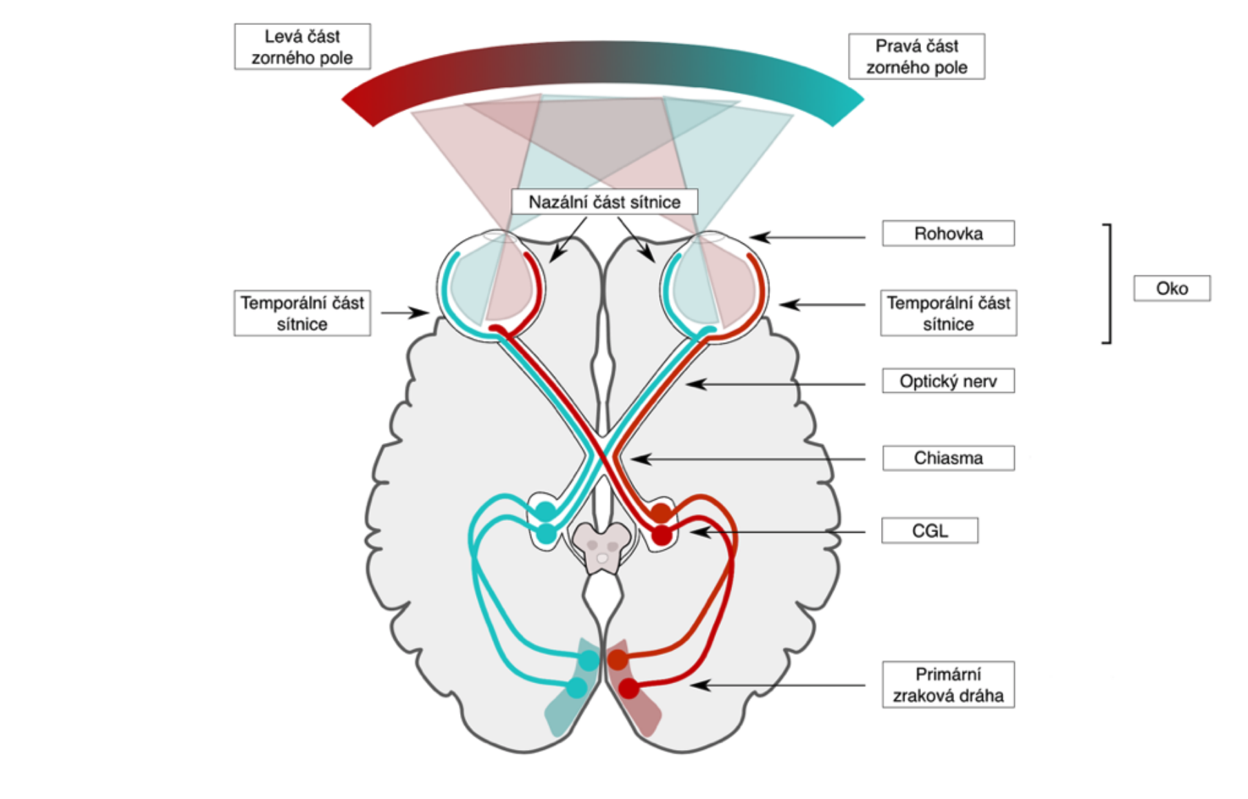 <p><span style="background-color: transparent; font-family: "Times New Roman", serif;">● <strong>1. neuronem </strong>je samotná světločivná buňky –<strong>tyčinka </strong>nebo <strong>čípek&nbsp;</strong></span></p><p><span style="background-color: transparent; font-family: "Times New Roman", serif;">● <strong>2. neuron </strong>je <strong>bipolární buňka&nbsp;</strong></span></p><p><span style="background-color: transparent; font-family: "Times New Roman", serif;">● <strong>3. neuron </strong>je <strong>gangliovábuňka</strong>. Jeho axony vstupují do lebky a tvoří 2. hlavový nerv,&nbsp; <strong><em>nervusopticus</em></strong>.&nbsp;</span></p><p><span style="background-color: transparent; font-family: "Courier New", monospace;">o </span><span style="background-color: transparent; font-family: "Times New Roman", serif;">Zrakový nerv se po výstupu z očnice částečně zkříží v <strong><em>chiasma opticum</em></strong>, dále pokračuje&nbsp; jako <strong><em>tractusopticus</em>.&nbsp;</strong></span></p><p><span style="background-color: transparent; font-family: "Times New Roman", serif;">● <strong>4. neuron </strong>je uložen v <em>corpus geniculatumlaterale</em><strong>thalamu</strong>. Z něj pokračuje dráha cestou&nbsp; <em>radiatiooptica</em><strong>do zrakovékůry </strong>v okcipitálním laloku.&nbsp;</span></p><p><span style="background-color: transparent; font-family: "Times New Roman", serif;">● Protože dochází k překřížení pouze vláken z mediálních polovin sítnice, obsahuje levý&nbsp; <strong><em>tracusopticus</em></strong>vlákna z pravých polovin sítnic (a tedy z levých polovin zorného pole), pravý&nbsp; <strong><em>tracusopticus </em></strong>nese vlákna z levých polovin sítnic a tím z pravých polovin zorného pole. ● Ve výsledku se <strong>levá hemisféra </strong>“dívá” <strong>doprava </strong>a <strong>pravá hemisféradoleva</strong>.&nbsp;</span></p><p style="text-align: right;"><span style="background-color: transparent; font-family: "Times New Roman", serif;">● Vlákna ze žluté skvrny jsou zkřížena částečně a její korová reprezentace je proto oboustranná.</span></p>