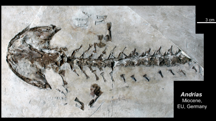 <ul><li><p>miocene</p></li></ul><p></p>