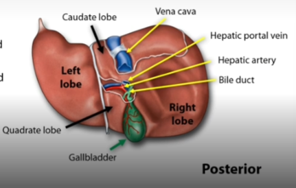 <ul><li><p><span>The <strong>caudate lobe</strong> lies between the left lobe and the inferior vena cava</span></p></li><li><p><span>The <strong>quadrate lobe</strong> is sandwiched between the left lobe and the gallbladder</span></p></li><li><p><span><em>Major vessels:</em></span></p><ul><li><p><span>The <strong>hepatic artery</strong> brings oxygenated blood from the heart to the liver</span></p></li><li><p><span>The <strong>hepatic portal vein</strong> brings nutrient rich blood from the spleen and GIT to the liver</span></p></li><li><p><span>The <strong>inferior vena cava</strong> takes deoxygenated blood away from the liver, back to the heart</span></p></li><li><p><span>The <strong>bile duct</strong> carries bile away from the liver to the gallbladder and duodenum</span></p></li></ul></li><li><p><span><strong>Hepato </strong>= related to the liver</span></p></li></ul><p></p>