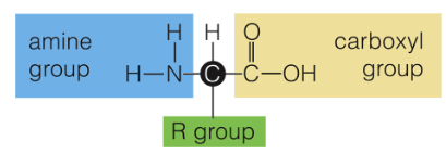 <p>All amino acids have an amine group, carboxyl group, and an R-group. They are made up of CHON elements.</p>