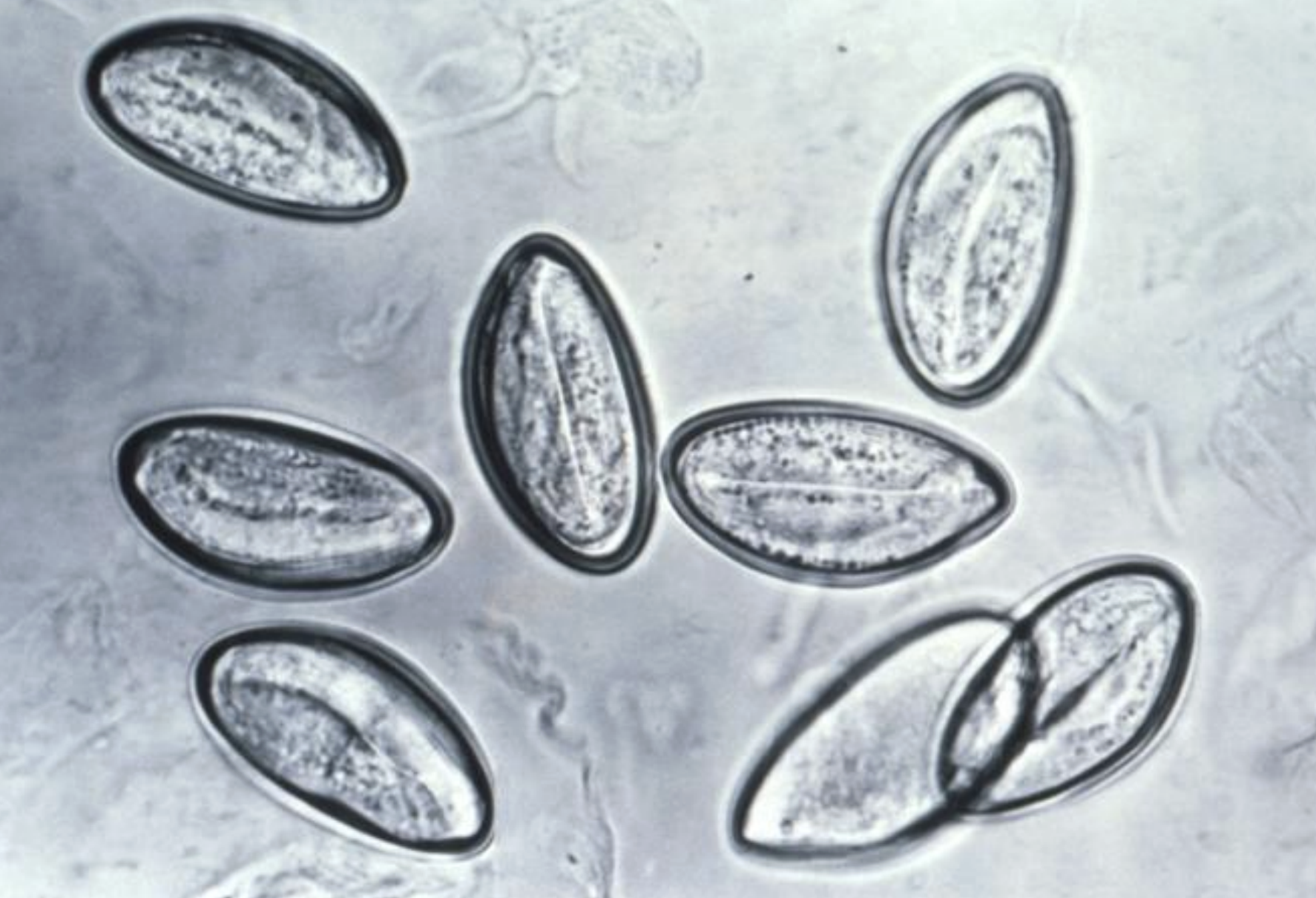 <p>name the species? </p>