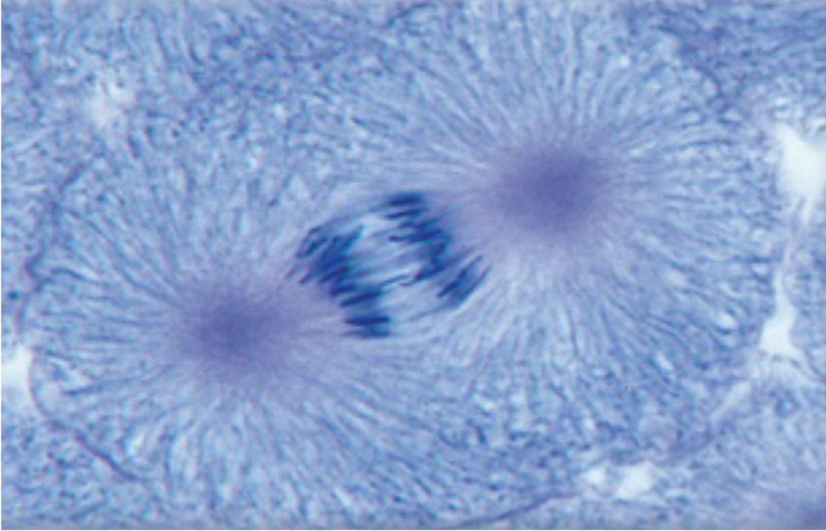 <p>What phase is being shown</p>