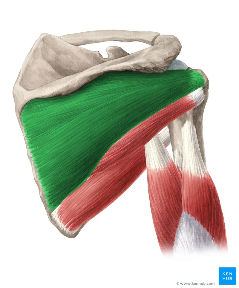<p>Which muscle reinforces the capsule of the shoulder joint to prevent dislocation of the humerus from the scapula?</p>