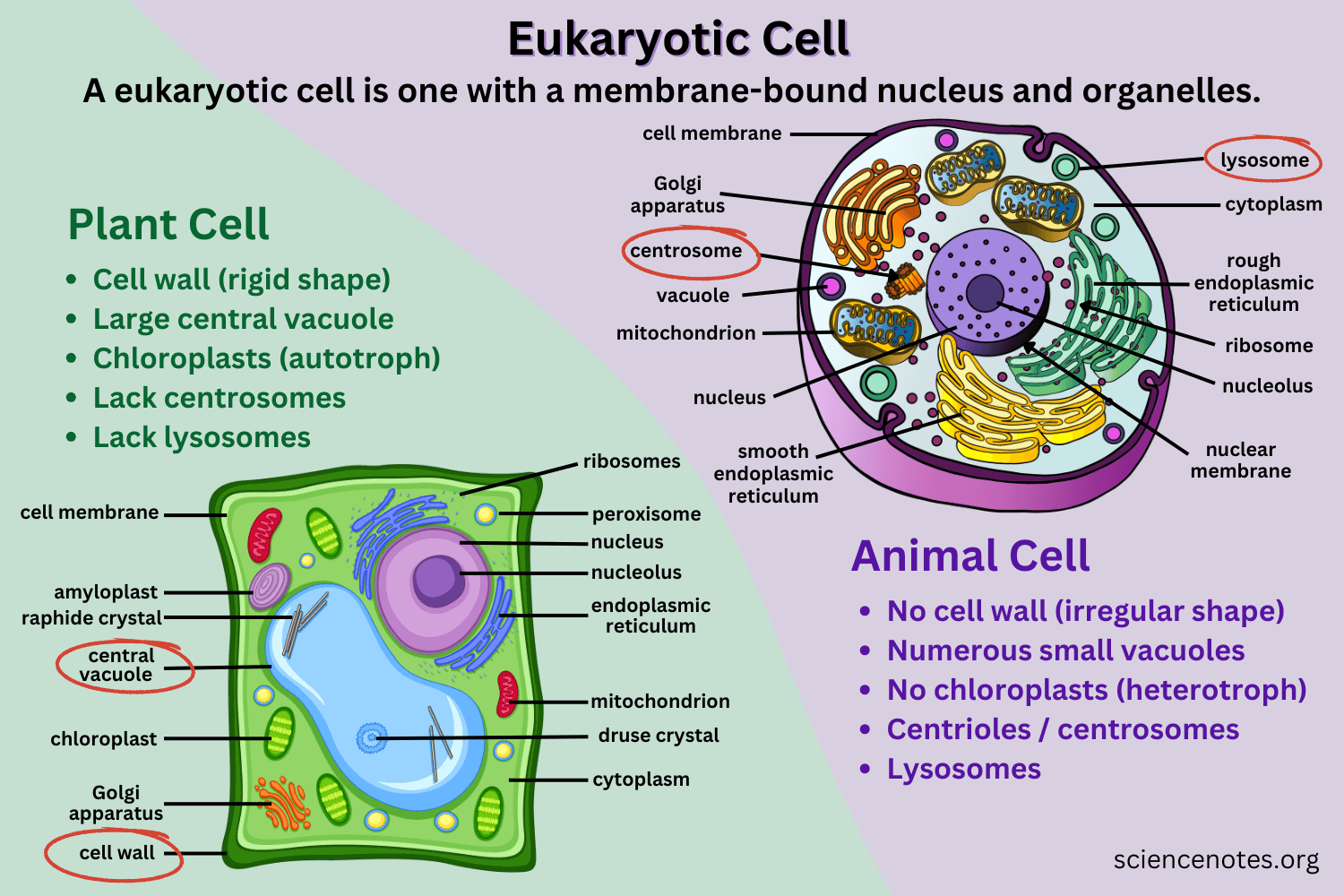 <p>Eukaryotic cells</p>