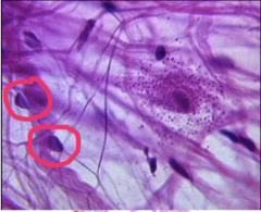 <p>identify the type of cell</p>