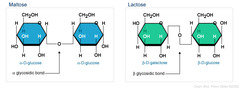 <p>acetals connecting two sugars</p><p>glycogen usually has an *alpha-1,4-glycosidic bonds*</p><p>but branching of glycogen occurs with *alpha-1,6-glycosidic bonds*</p><p>notation involves alpha/beta of left most sugar and carbon numbers</p><p>change in alpha/beta tells you an SN2 reaction occurred at the anomeric carbon</p>