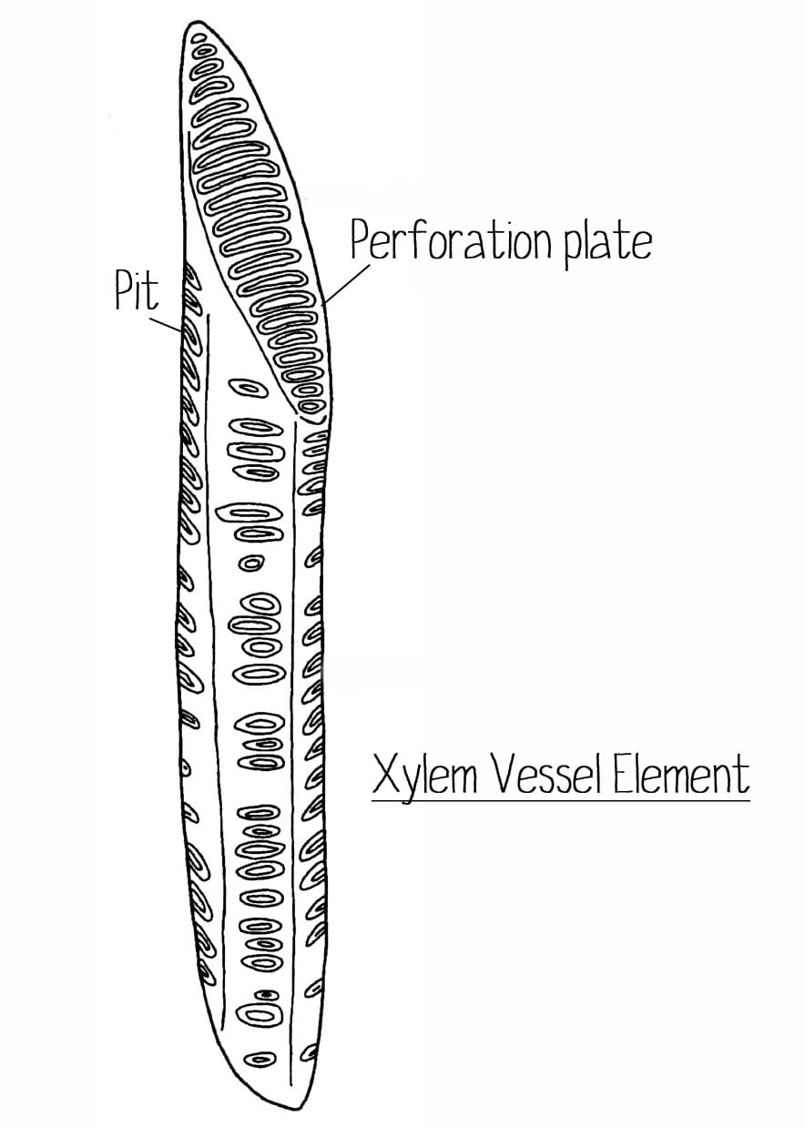 <p>Vessel elements with end walls perforated so vessel elements form long continuous columns like a straw are in what type of plants. </p>