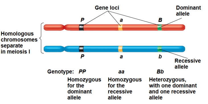 <p>describe the genetic relationships between homologous chromosomes</p>