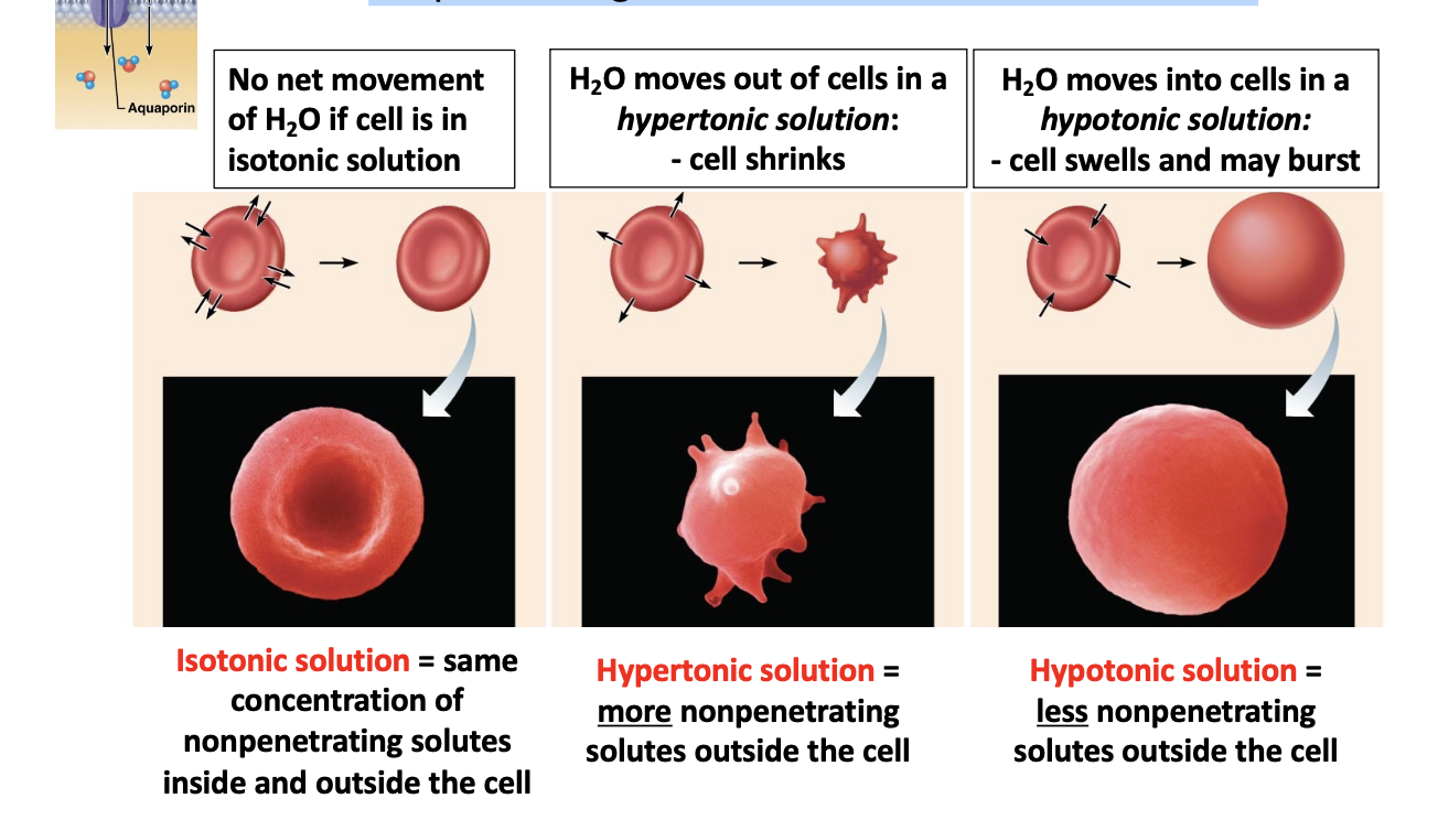 <p>-influenced by the concentration of nonpenetrating solutes: water will move in a way that balances the concentration of nonpenetrating solutes inside and outside of the cell</p>