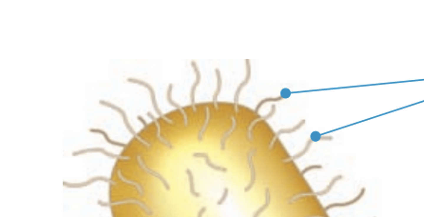 <p>A bacteria's fimbriae are primarily used for:</p>
