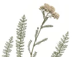 <p>Yarrow</p>