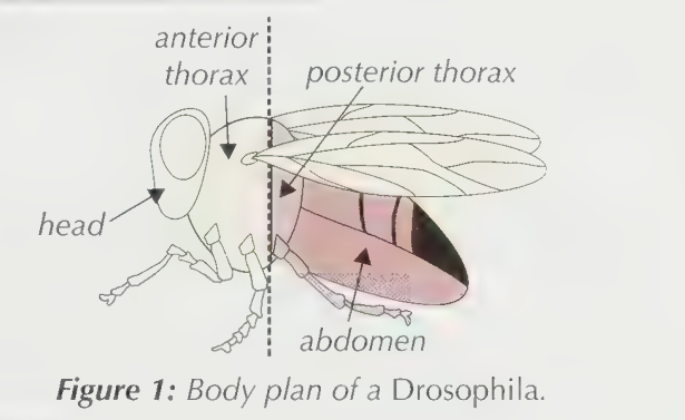 <p>Two Hox gene clusters control the development of the Drosophila body plan — one controls the development of the head and anterior thorax (yellow in Figure 1) and the other controls the development of the posterior thorax and abdomen (red in Figure 1).</p>