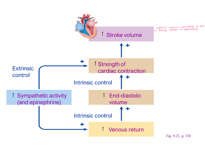 <ul><li><p>Increased sympathetic activity in heart failure </p><ul><li><p>Compensation </p></li><li><p>Failure of sympathetic to correct </p><ul><li><p>Decompensation</p><ul><li><p>dec. CO, pushing will cause more damage </p></li></ul></li></ul></li></ul></li></ul><p></p>