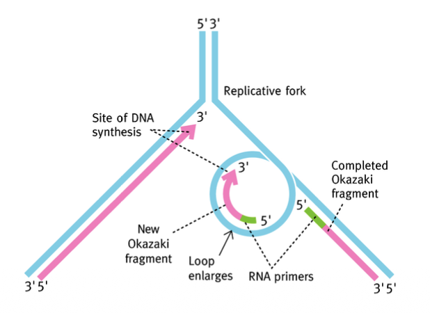 <p>Court fragment résultant de la synthèse du brin attardé. Il règle le problème topologique lié à l’ADN polymérase III (dimère dont les monomères synthétisent l’ADN dans 2 sens opposés) en formant une boucle. </p>