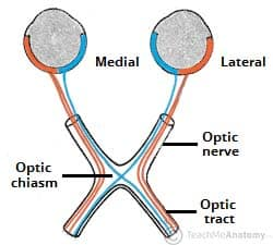 <p>little x from optic nerve</p>