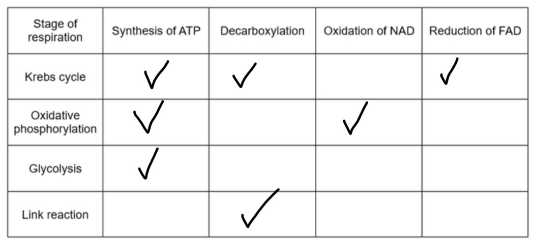 <p>aii)</p><p>→ substrate level phosphorylation occurs in glycolysis and Krebs cycle, whereas oxidative phosphorylation occurs in the final stage/ after the electron transport chain</p><p>→ oxidative phosphorylation involves ATP synthase whereas substrate level phosphorylation does not</p><p>→ oxidative phosphorylation involves chemiosmosis whereas substrate level phosphorylation does not</p><p>→ oxidative phosphorylation involves oxygen as the final electron acceptor whereas substrate level phosphorylation does not</p>