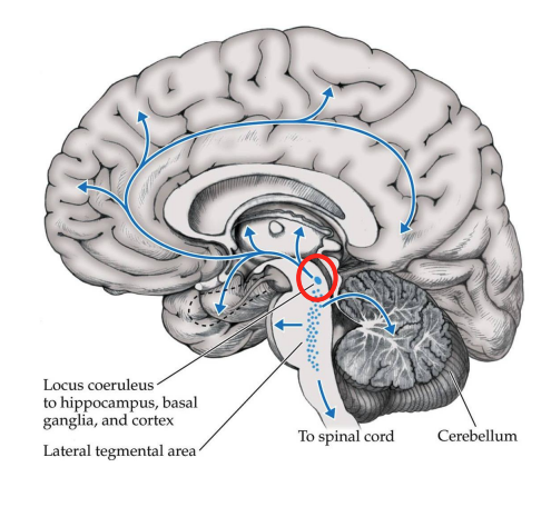 <ul><li><p>The <strong>locus coeruleus (LC)</strong> contains most of the NA neurons in your brain</p></li><li><p>Small (~30 000 neurons) but has many projections</p></li><li><p>LC innervation of the hippocampus, prefrontal cortex and basolateral amygdala is critical (projections to these areas)</p></li></ul><div data-type="horizontalRule"><hr></div><ul><li><p>PFC innervation may be important for attention, hippocampus innervation for memory, etc.</p></li></ul><p></p>