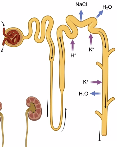 <p>Reabsorption of Na+ and Cl-, secretion of K+ and H+, water passively follows reabsorbed salts </p>