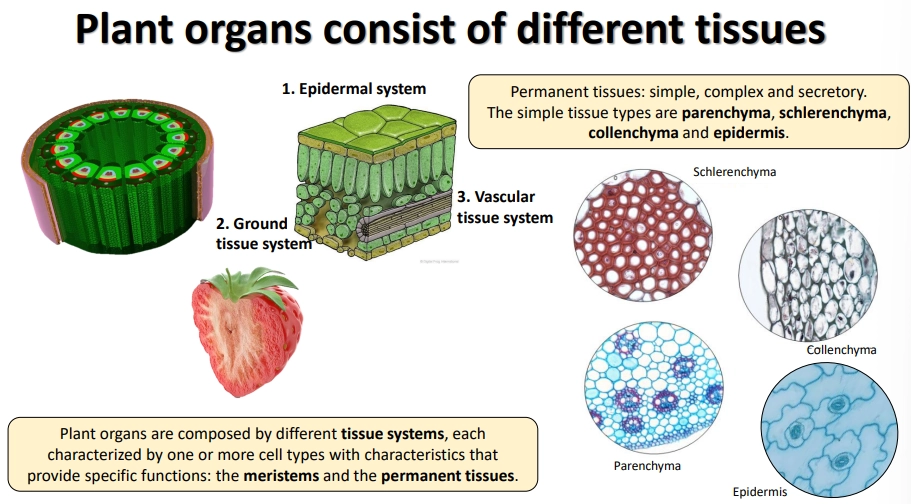 <p>the permanent tissue systems (non-meristem):</p><ul><li><p>epidermal system</p></li><li><p>vascular tissue system</p></li><li><p>ground tissue system</p></li></ul><p>these are made up of simple, complex and secretory tissues</p><p></p><p>the simple tissues are:</p><ul><li><p>schlerenchyma- lignified cell walls + cell death eg. xylem</p></li><li><p>colenchyma- live cells modified with secondary thickening of the cell wall</p></li><li><p>parenchyma- thin cell walls</p></li><li><p>epidermis- thin cells + stomata</p></li></ul><p></p>