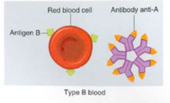 <p>Donor: B+-, AB=+-</p><p>Receiver:B-, O-</p>
