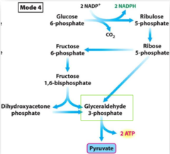 <p>more ____________ and ____________ are needed</p><p>balance where glyceraldehyde 3-phosphate goes</p>