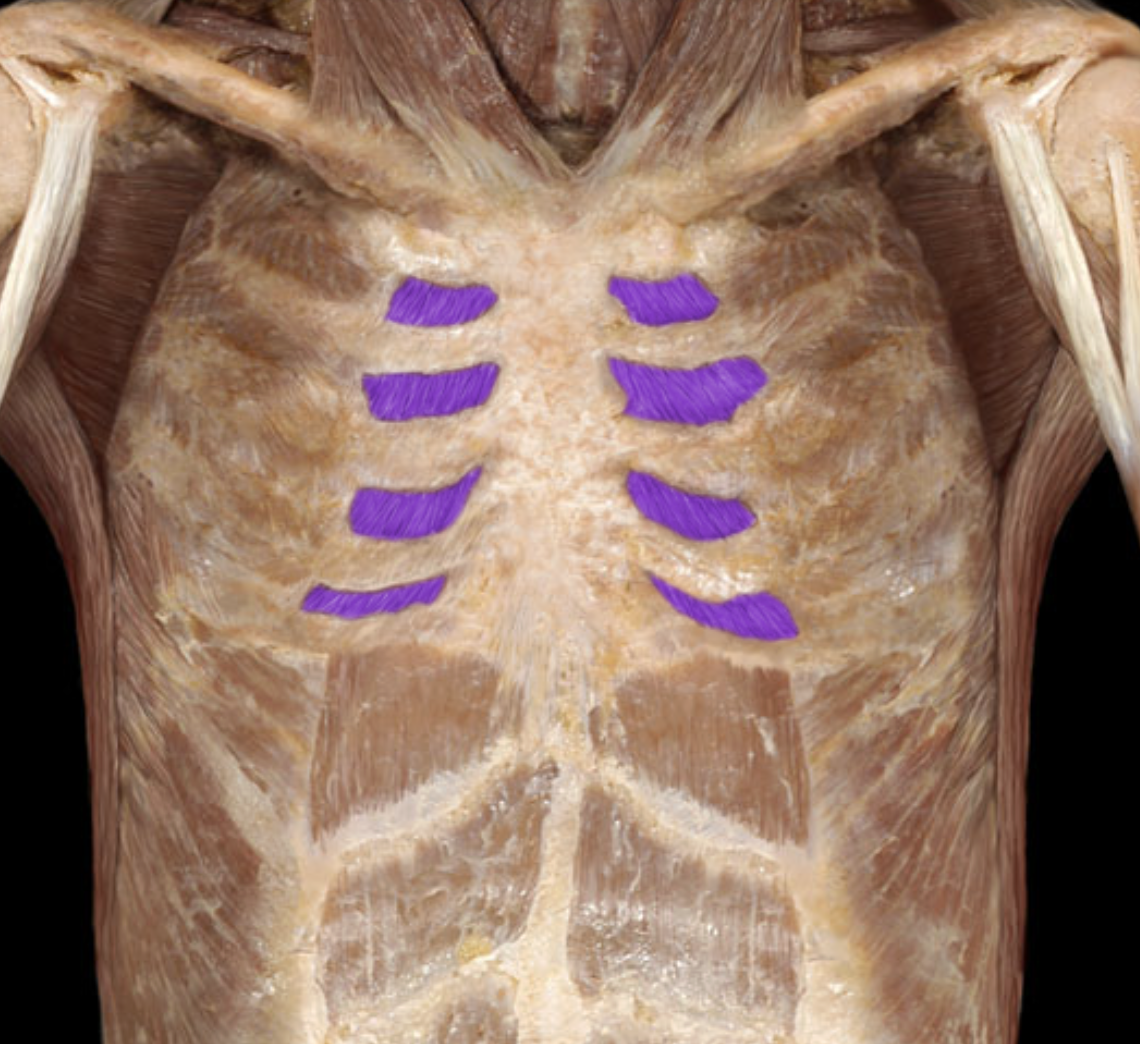 <p>Intercostal muscles - help you breathe </p>