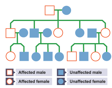 <p>It helps with the:</p><ul><li><p>search for genes linked to different types of disease</p></li><li><p>understanding and treatment of inherited disorders</p></li><li><p>use in tracing human migration patterns from the past</p></li></ul><p></p>