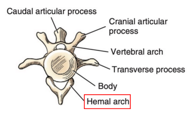 <p>Q: What is the shape of the hemal arch? </p><p>A. C-shaped or O-shaped </p><p>B. V-shaped or Y-shaped </p><p>C. X-shaped or H-shaped </p><p>D. L-shaped or T-shaped</p>