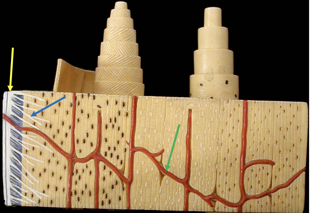 <p><span>Identify the connective tissue at the tip of the yellow arrow</span></p>