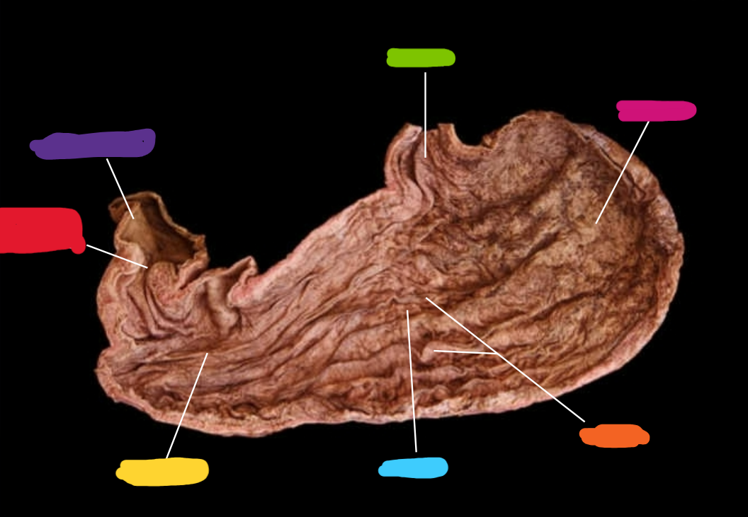 <p>What organ is this? What are the features?</p>