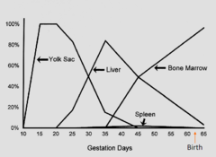 <p>it starts in the yolk sac, then the liver, spleen, and finally the bone marrow</p>