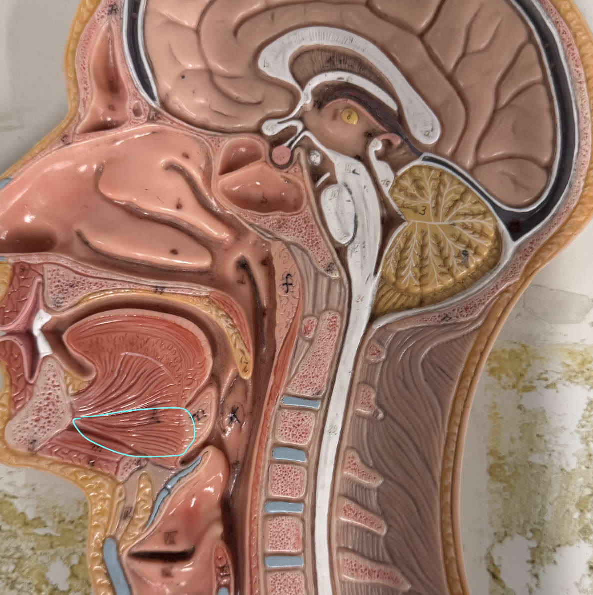 <p>Involved in mechanical digestion, attaches tongue to floor of mouth</p>